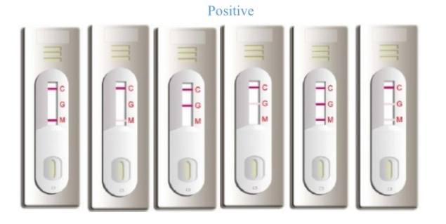 Rapid Card Test Typhoid Rapid Test Card Typhoid